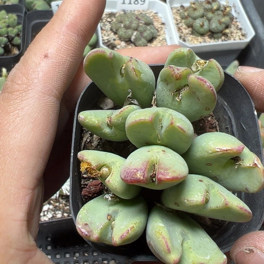 【闪购商品】1193……