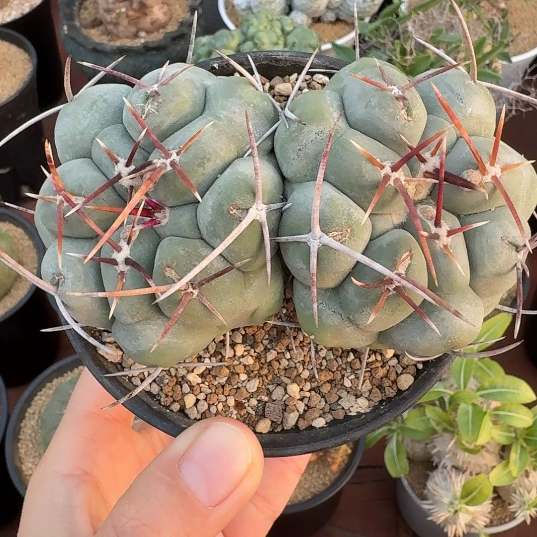 双头白肌天晃丸23