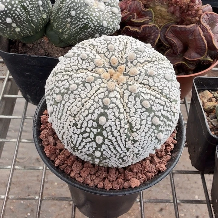 实生大白兜6仙人球