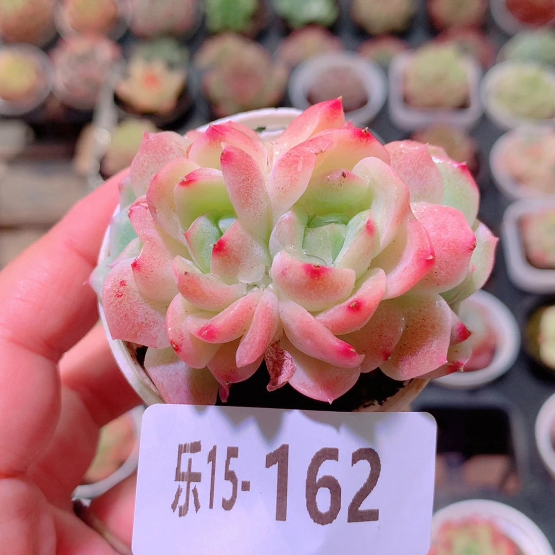 乐然15-162 新品群