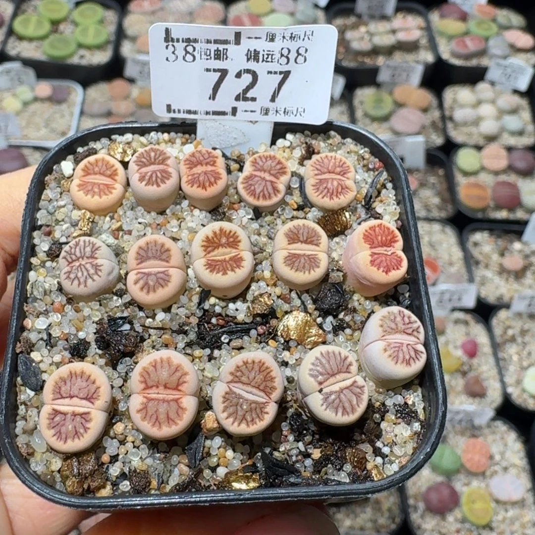 Sss清货价便宜出727