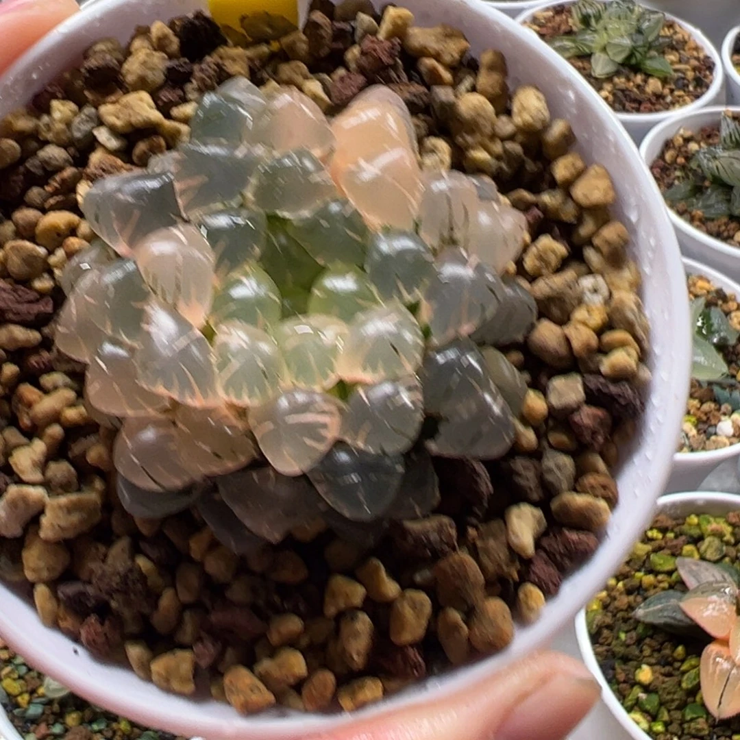 冰灯玉露锦11111111111111111