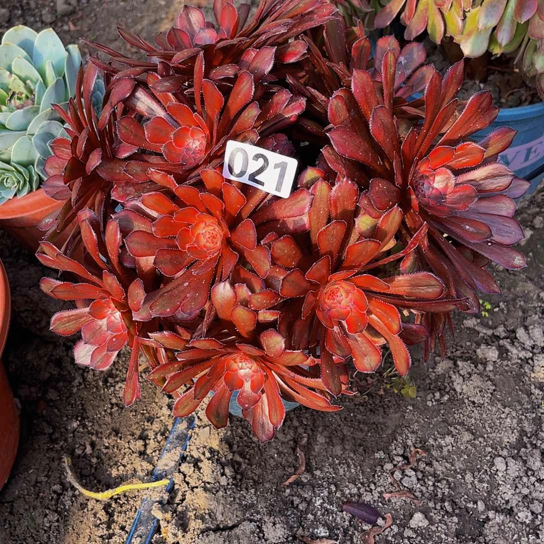 红陶法师法师15-17包邮法师