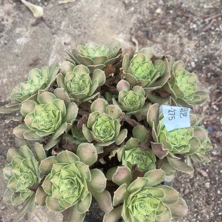 韶华绣球多肉植物275