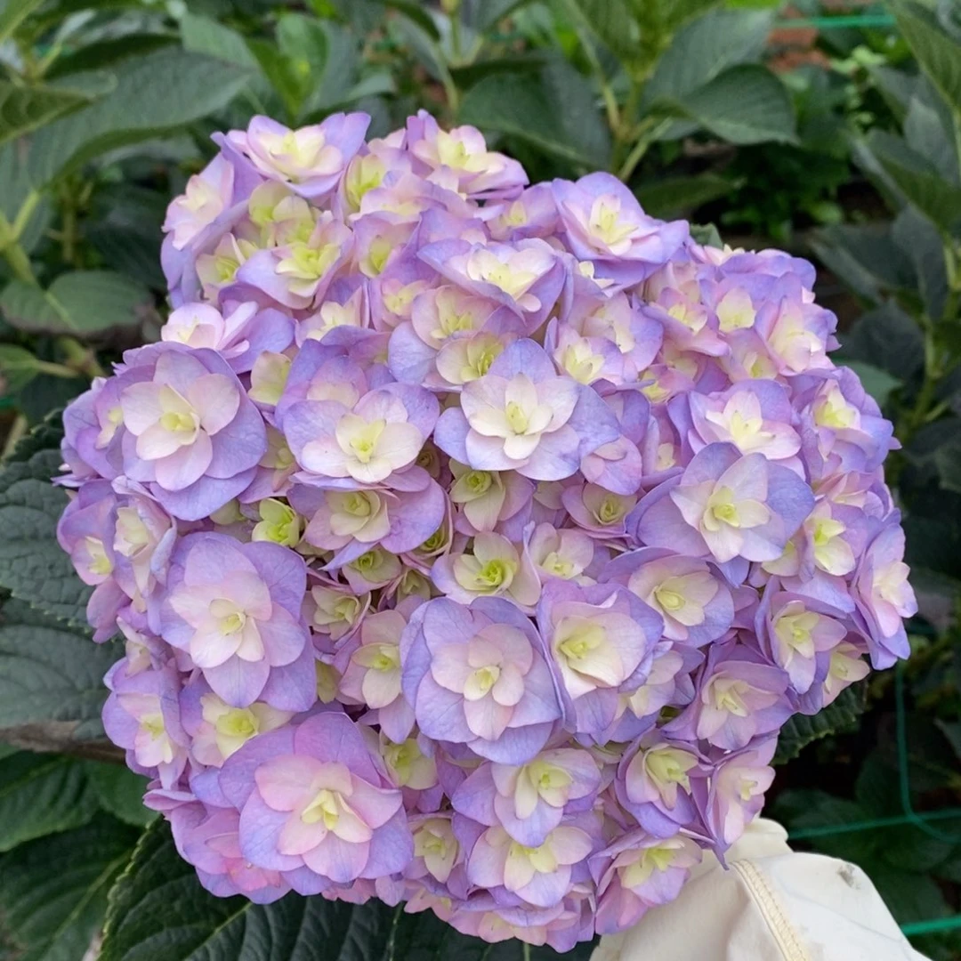 527号绣球/有色差介意勿拍/3单冷链包邮，偏远补运费发德邦空运