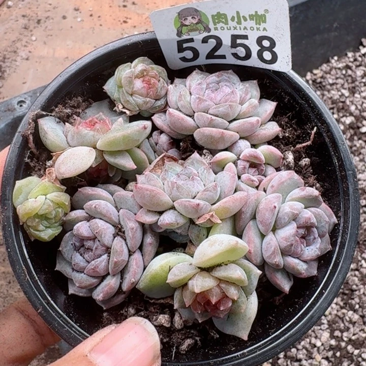多肉植物多肉植物