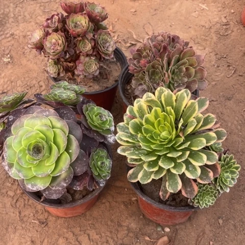 220多肉植物组合，