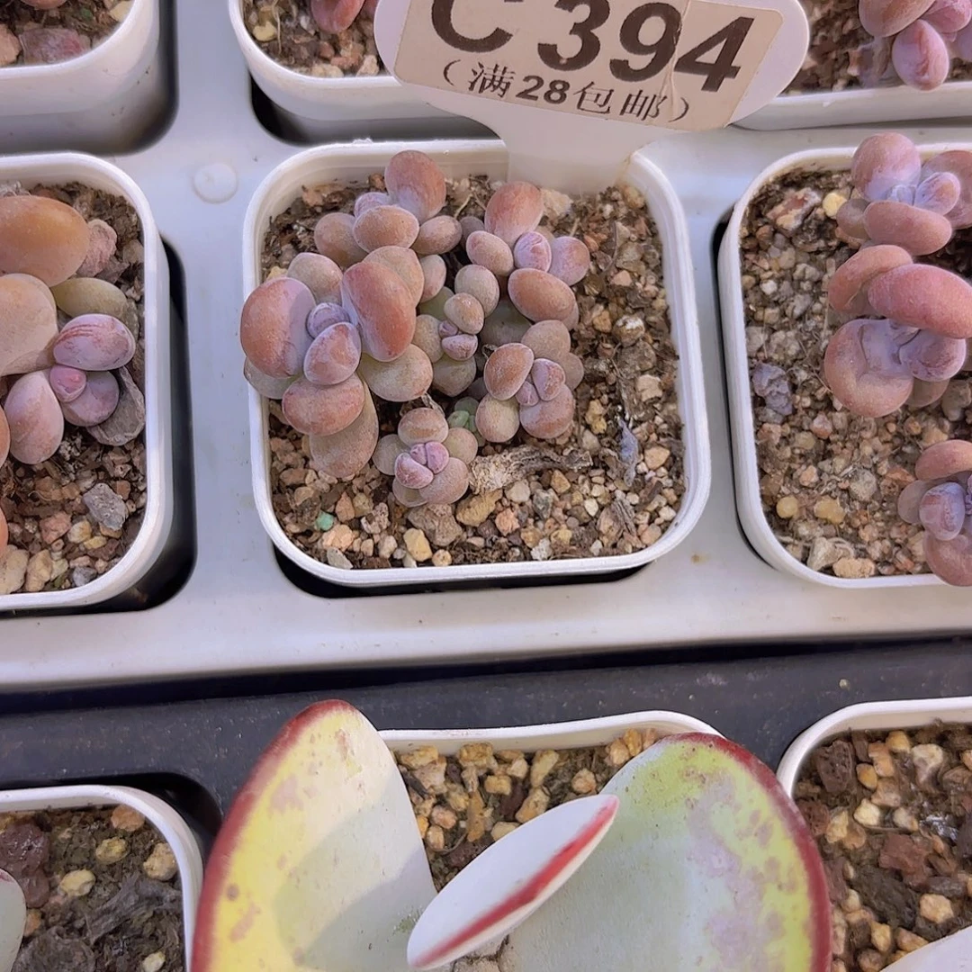 C394粉红女郎一物一拍