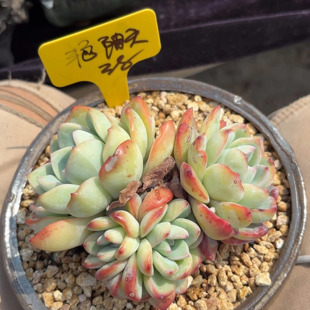 无花朵1111111111111111