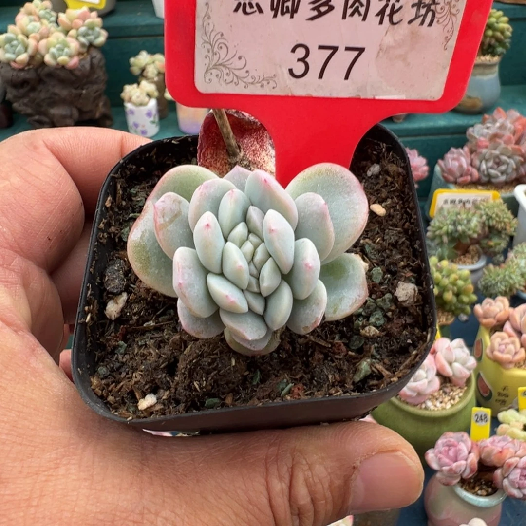 377号冰玉缀脱土发