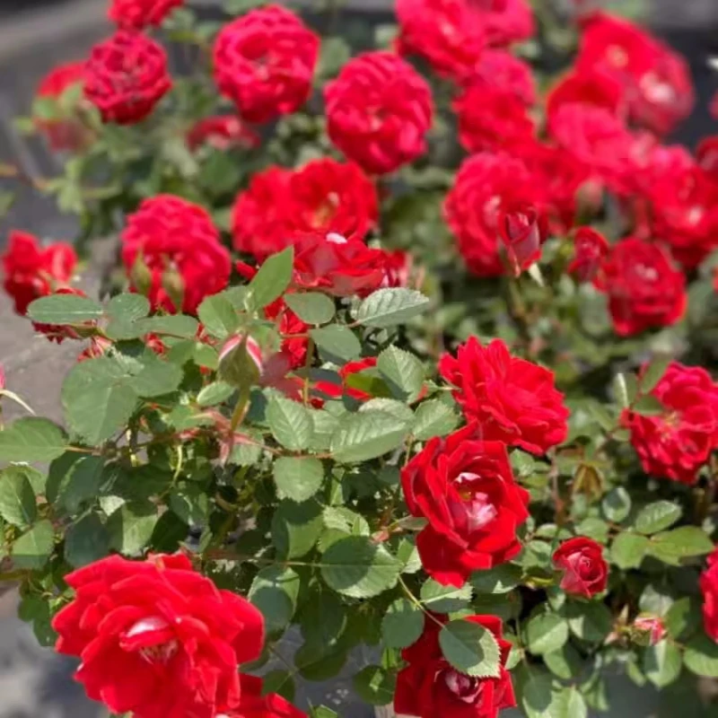 【小女孩】藤本月季花苗爬藤庭院阳台玫瑰盆栽花卉植物