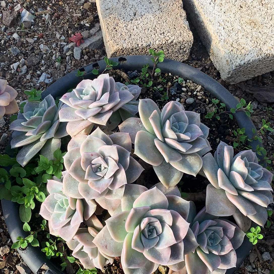 大叶玫瑰一物一拍