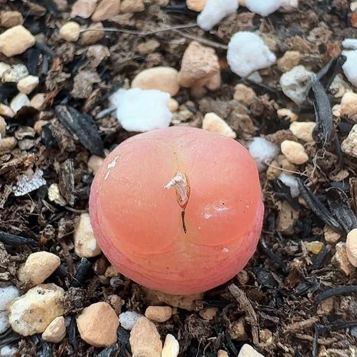 老马生石花拉登819