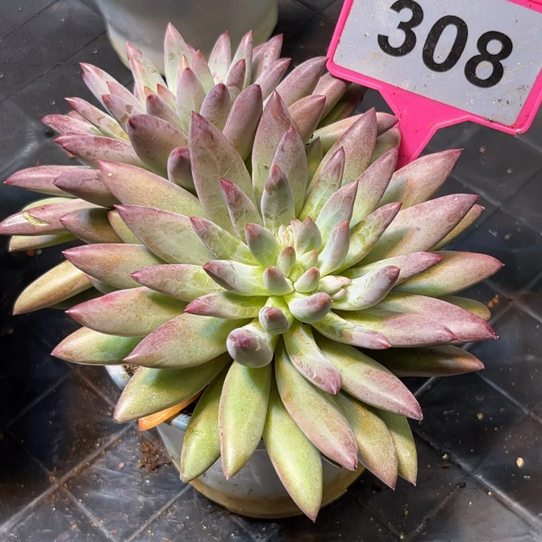多肉植物虞美人308