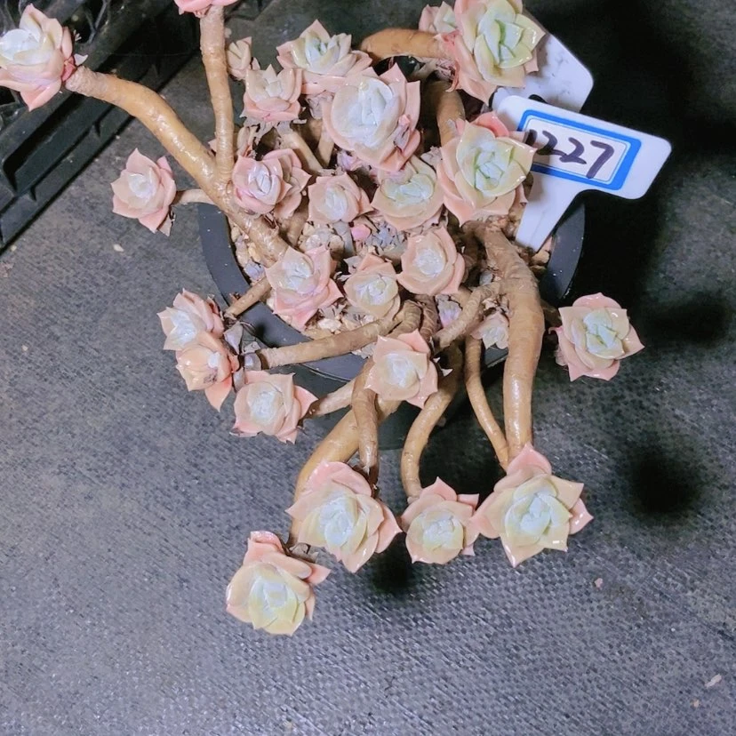 【闪购商品】花***81227