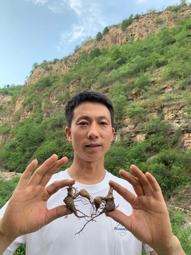 正宗 草乌附子 乌头 夏 甘遂