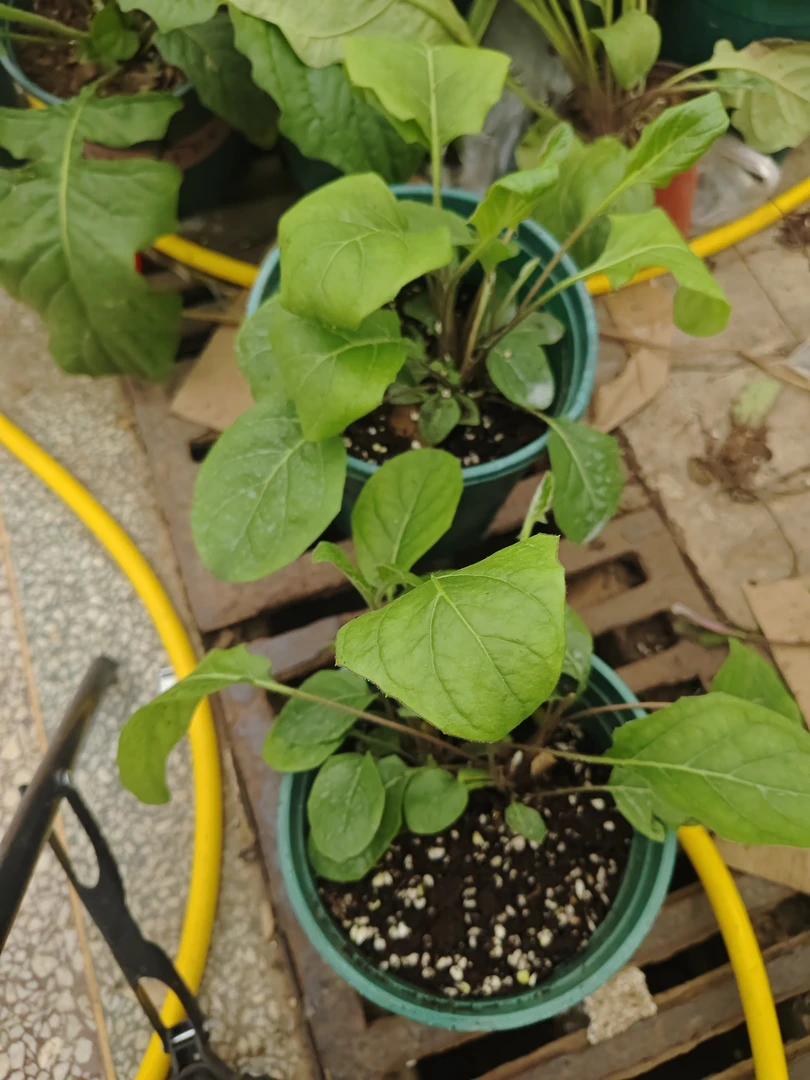 新品高杆非洲菊盲盒