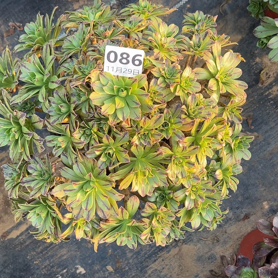 11.29-86必火多肉植物