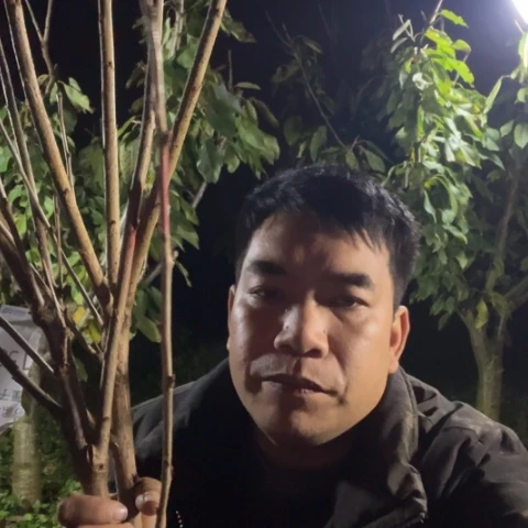 当前无花栽培后可以开花155