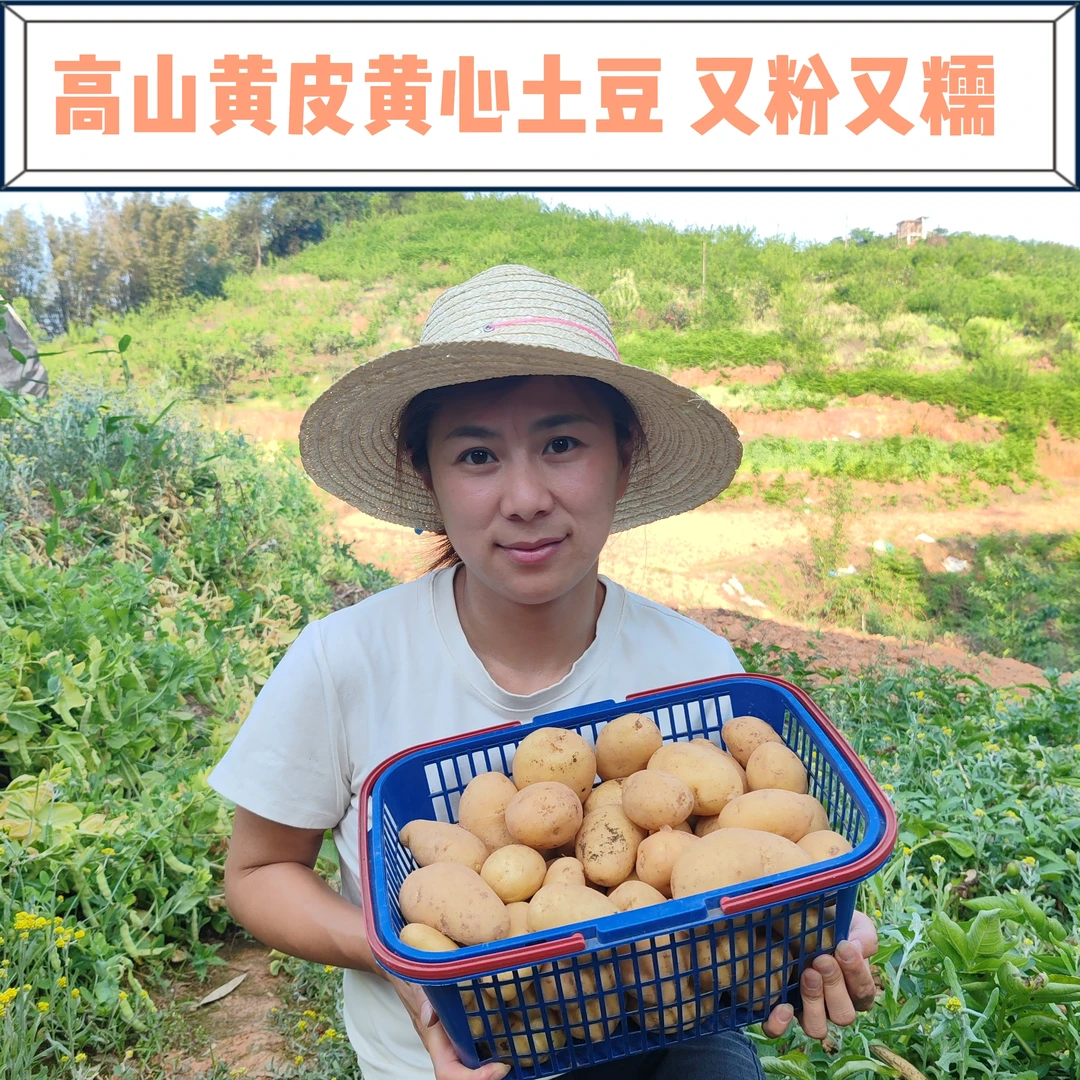 【5斤包邮】四川高山新鲜土豆黄皮黄心香甜粉糯