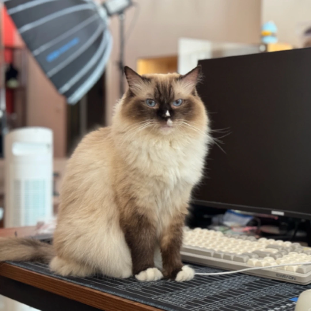 微瑕 | 大漆猫咪福利款