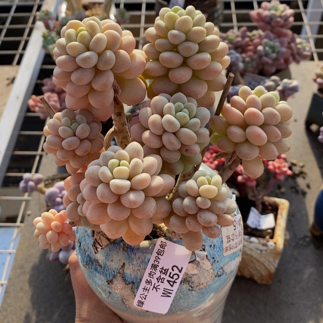 洛可可452/10cm多肉