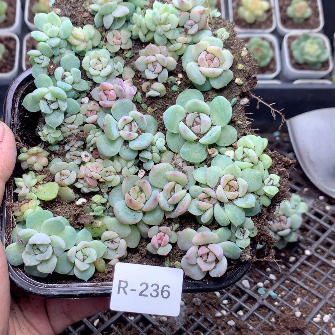 无花朵R236英语英语