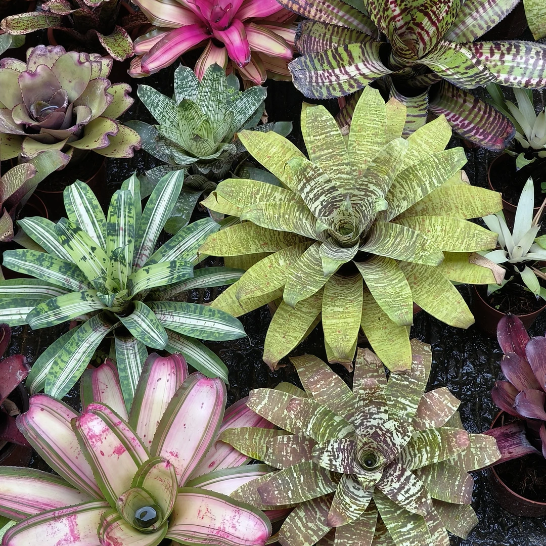 中大型黄色积水凤梨20 - 25cm室内观赏绿植盆栽