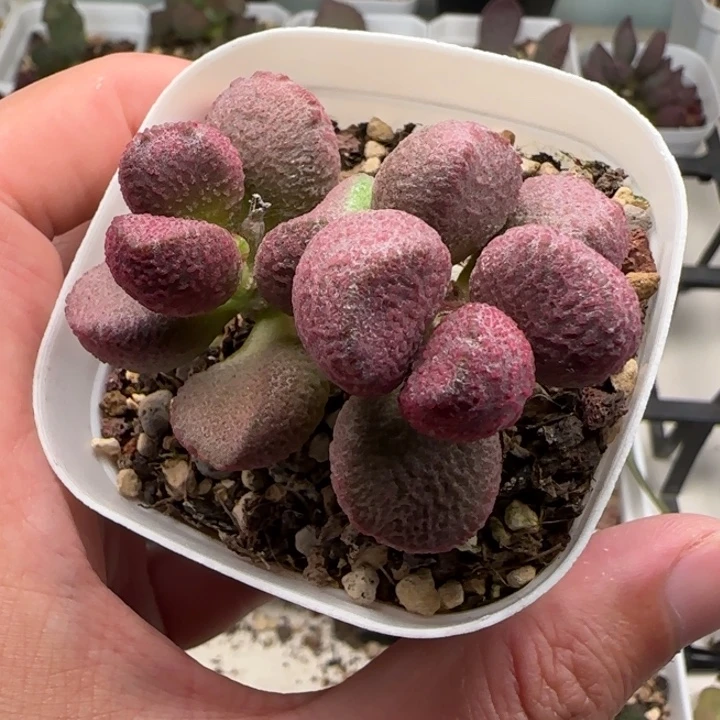 夏娃水泡多肉植物