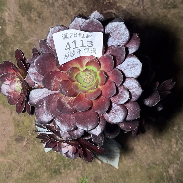 4113黑美人多肉植物