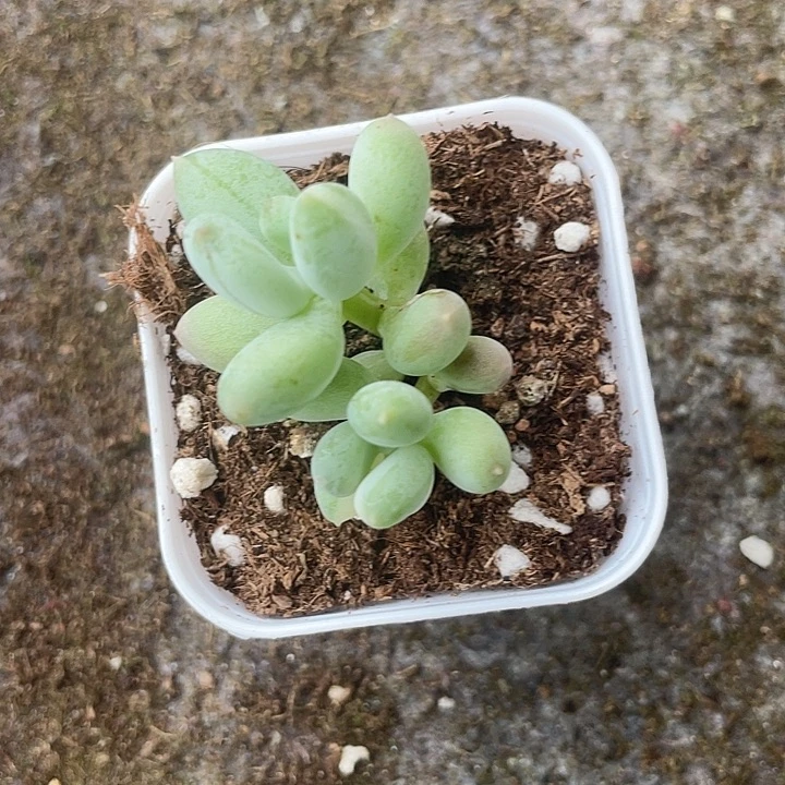 一物一拍满18包邮