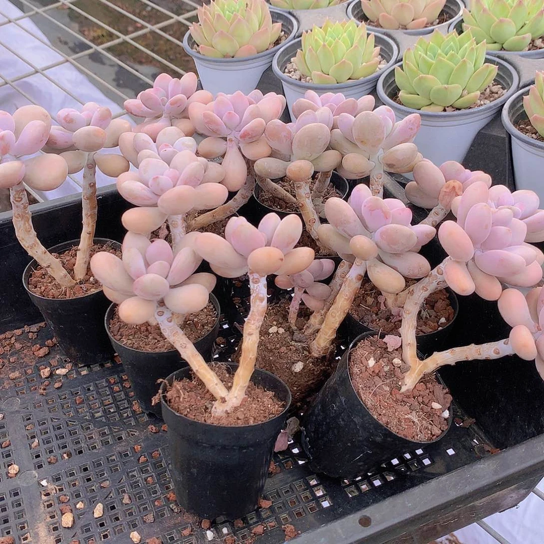 桃蛋2盆55877444444787