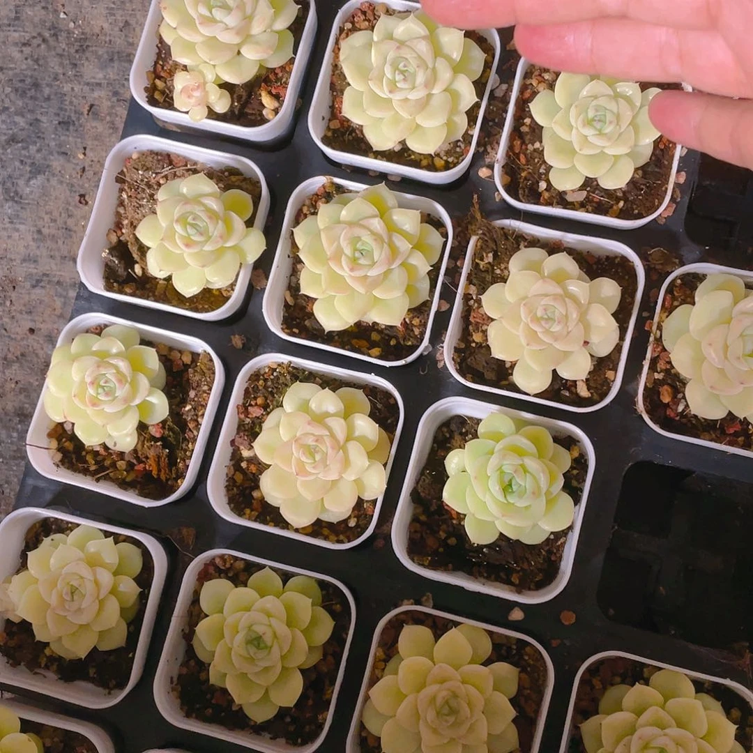 白天鹅盆一个满25包邮