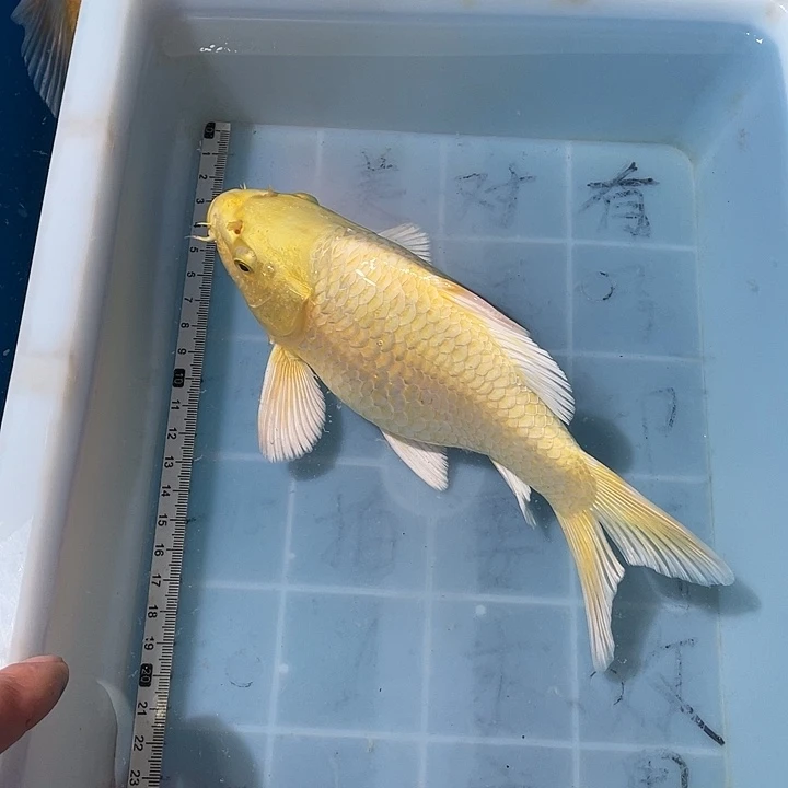 蝴蝶鲤鱼渔场直发86