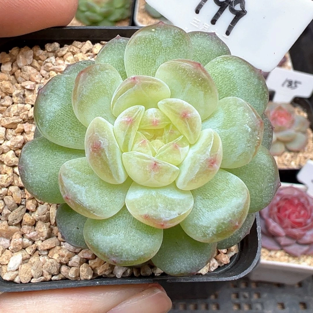 199号风花雪月系列清浅