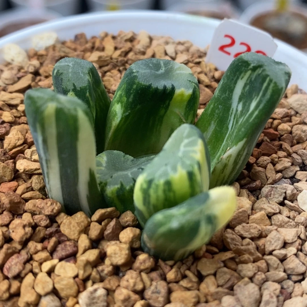 228霸王万象锦一物一拍