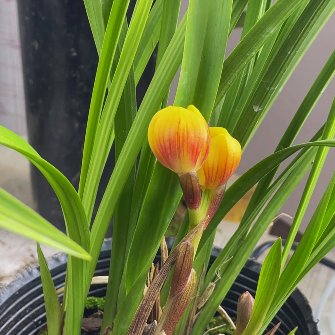 完全开放兰花新品新品兰花