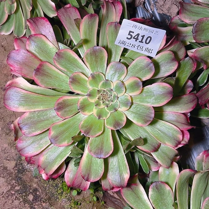 5410沙皇多肉植物