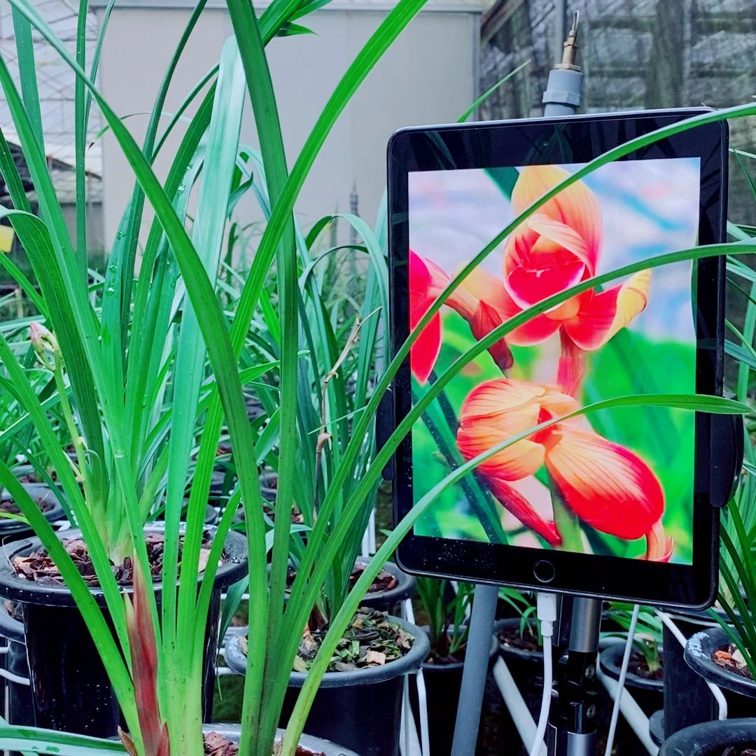 当前无花栽培后可以开花