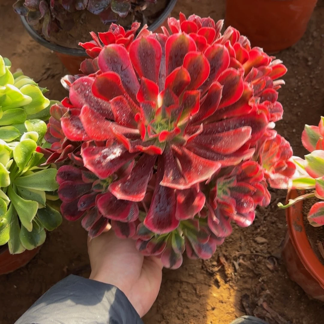 美杜莎法师9.9多肉植物