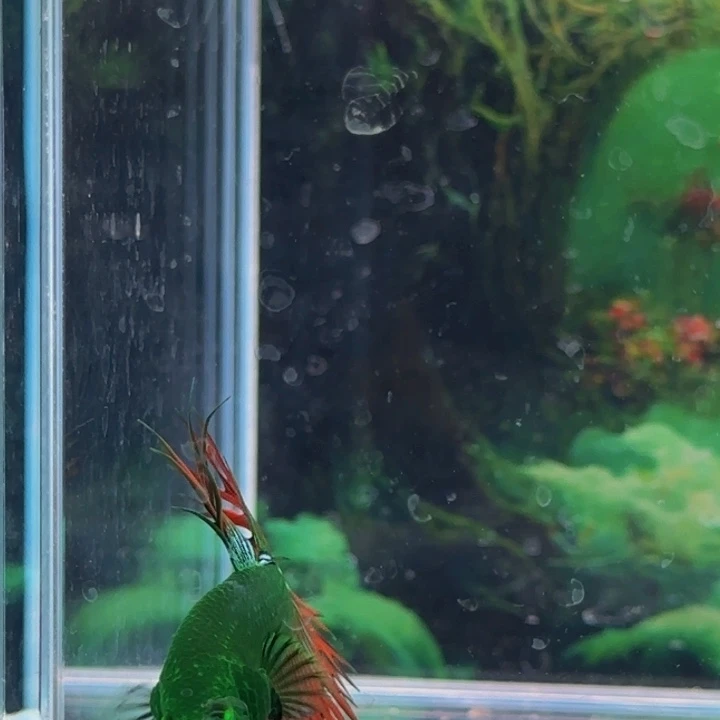 斗鱼就要努力学习生活u