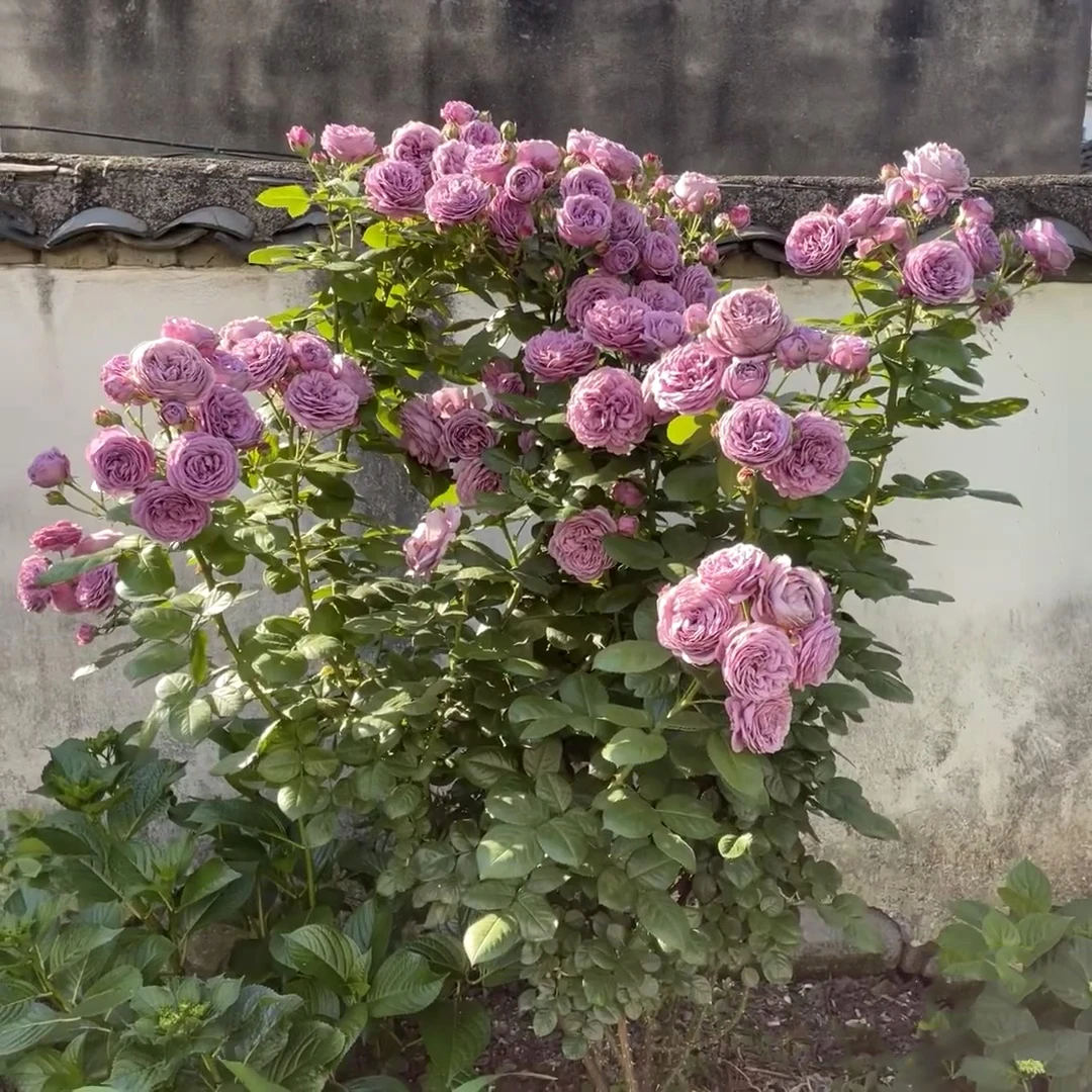 奈斯园艺 微蓝 1加仑根接 耐热抗病紫色系丰花多头直立灌木月季花