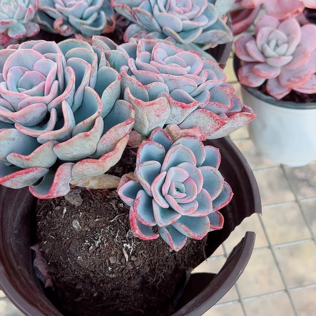 美尻多头群生精品