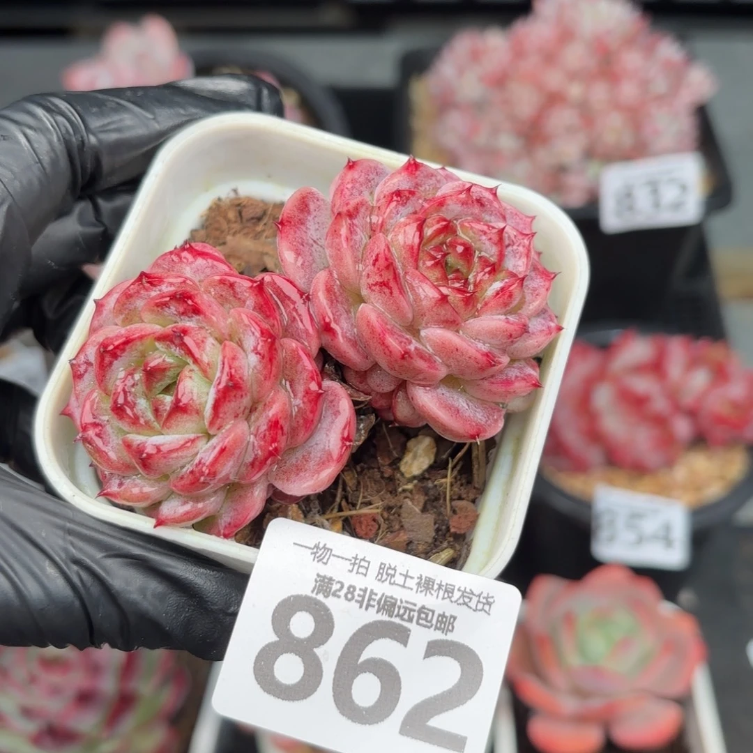 天鹅绒无盆土发货