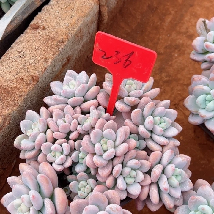 236洛神平平安安健健康康