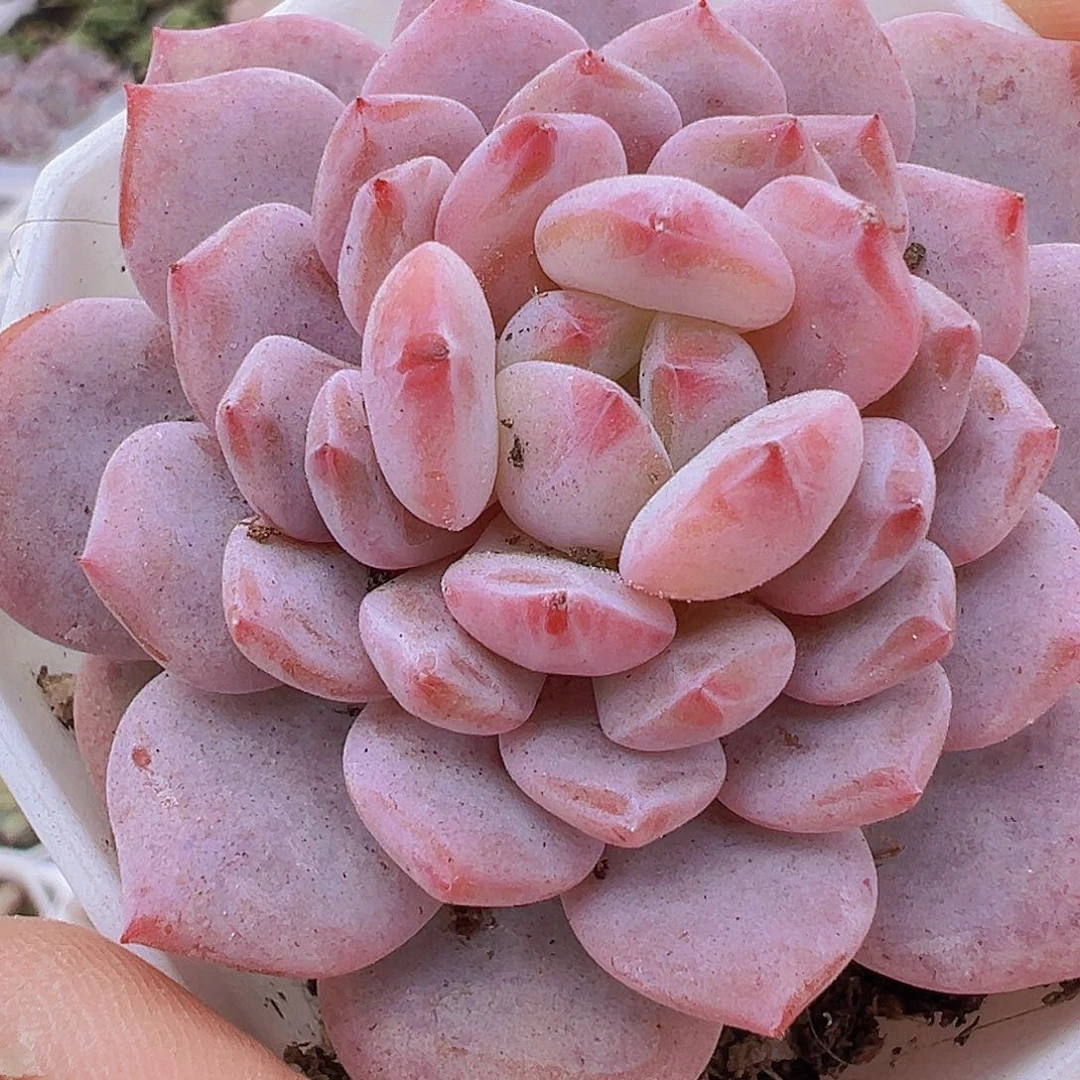 大玉芙蓉单头19包邮多肉