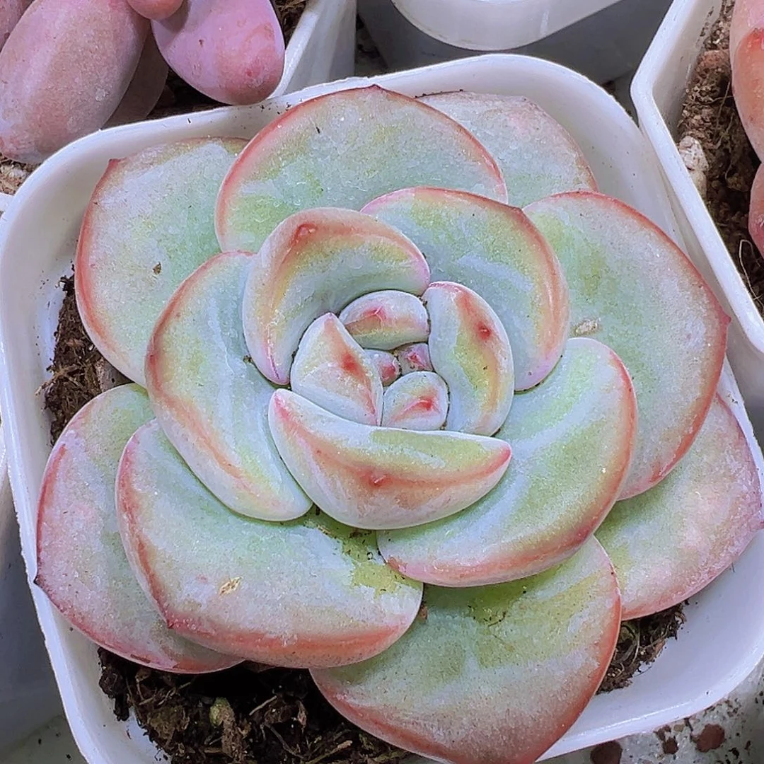 奶油泡芙19包邮多肉植物