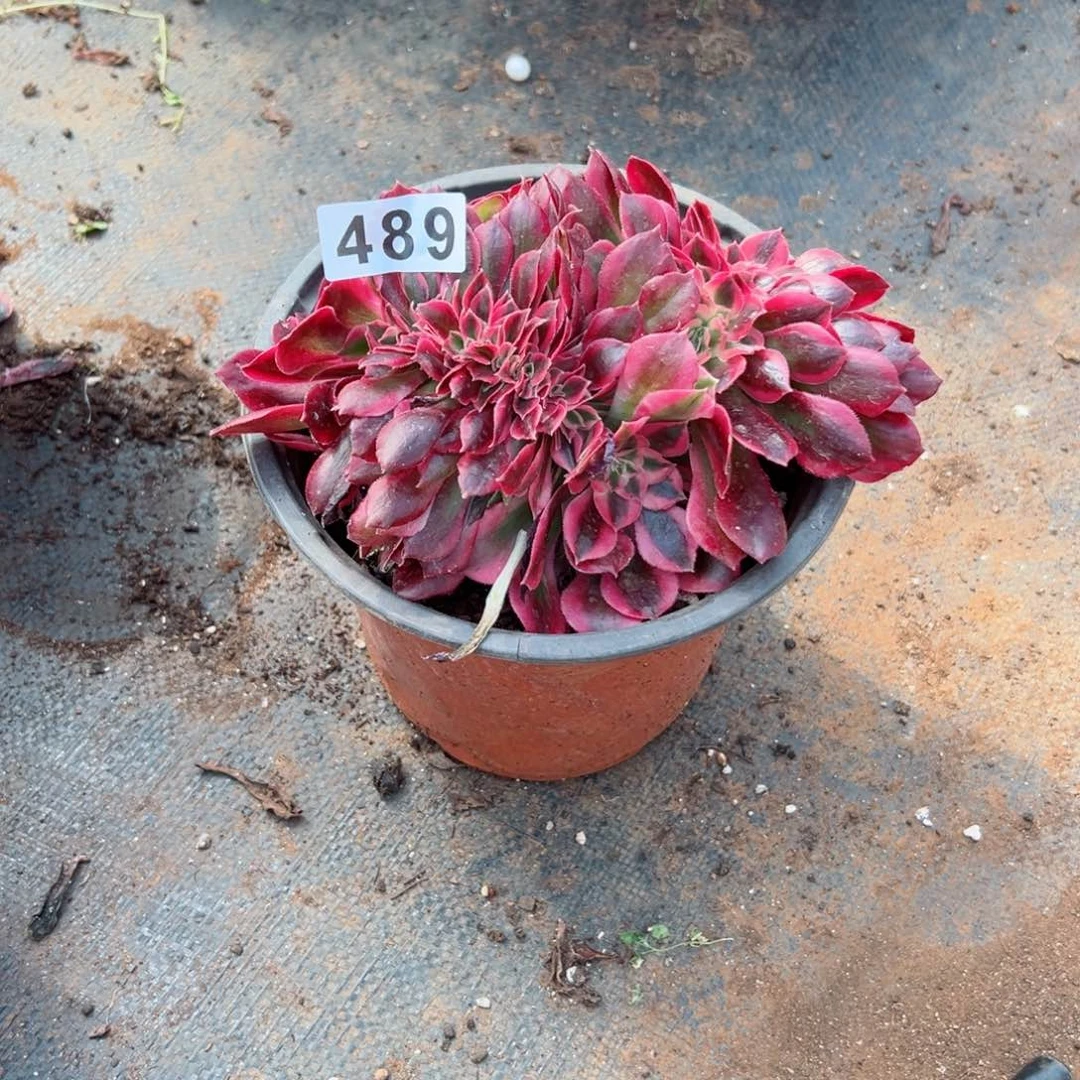 489 号多肉法师植物