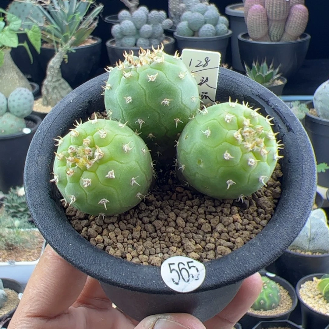 三头猫爪实生一物一拍