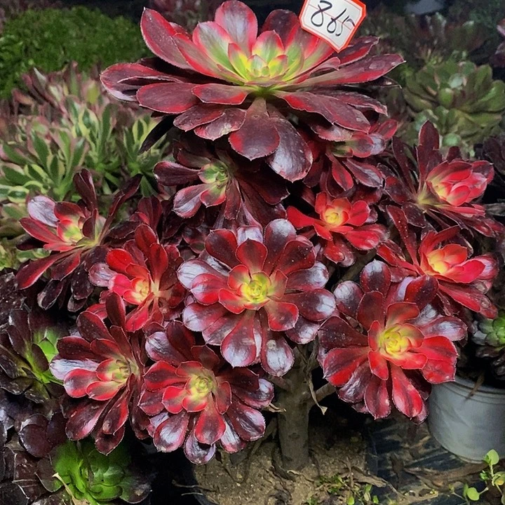 香奈儿老桩捧花865号